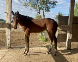 foal by Catara (German Warmblood, 2024, from Scalatore)