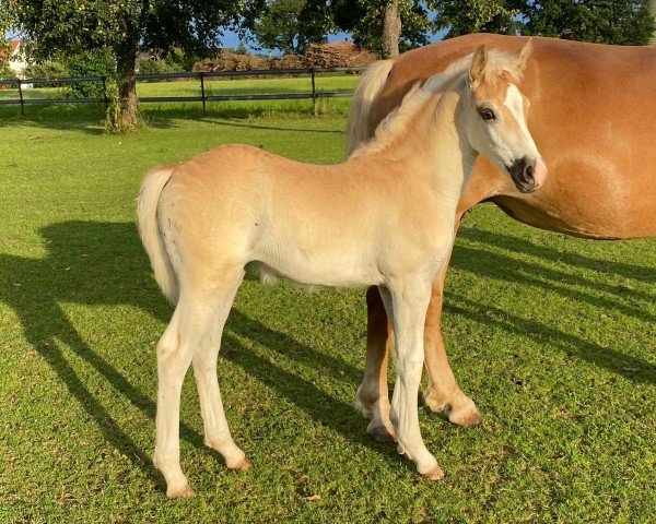 foal by Oimara (Edelbluthaflinger, 2024, from Santorin)