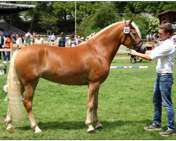 broodmare Omina (Edelbluthaflinger,  , from Weritano (4,69% ox))