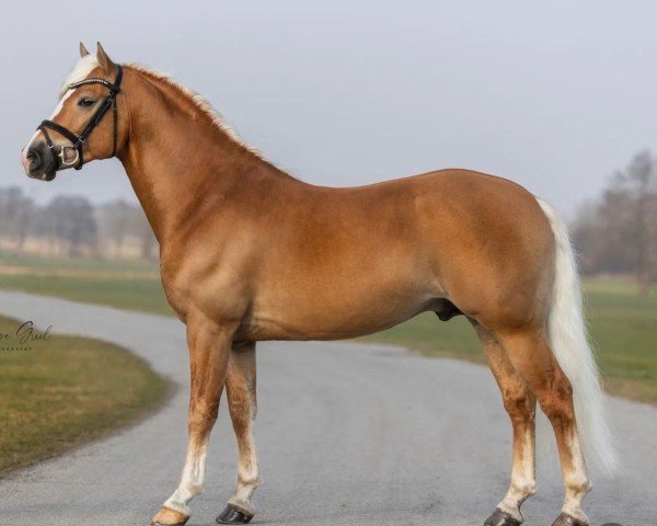 stallion Santorin (Edelbluthaflinger, 2017, from Stano)