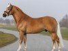 stallion Santorin (Edelbluthaflinger, 2017, from Stano)