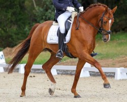 dressage horse Event Time VEC (Oldenburg, 2014, from Escolar)