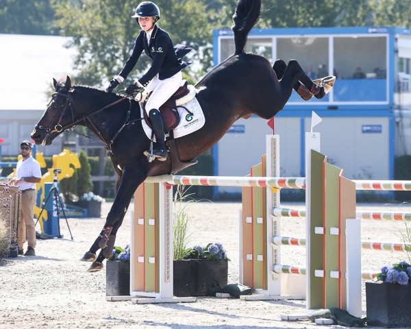 Springpferd Nadim Il Faut (KWPN (Niederländisches Warmblut), 2018, von Comme Il Faut Plus)