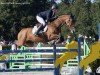 jumper Bp Dancing Light (Irish Sport Horse, 2018, from Cinsey)