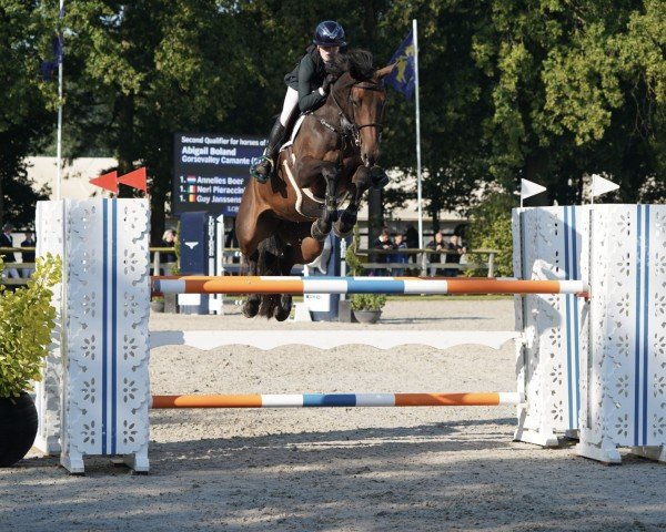 jumper Gorsevalley Camante (Irish Sport Horse, 2019, from Canturo)