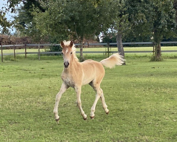 foal Nico (Edelbluthaflinger, 2024)