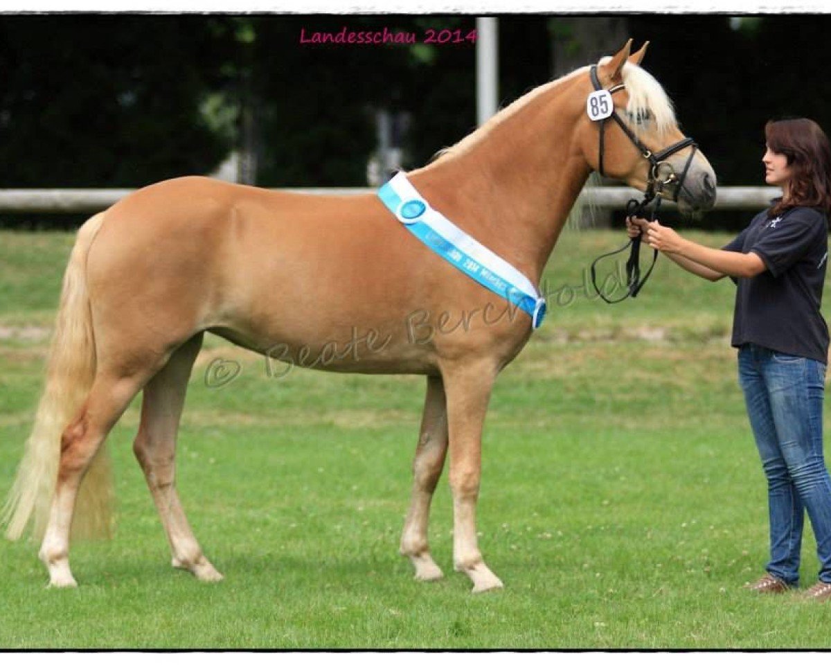 broodmare Ornella HQ (Edelbluthaflinger,  , from Nakuri)