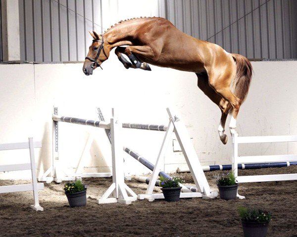 jumper Rosconnell Tango (Irish Sport Horse, 2019, from Tyson)