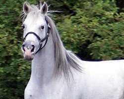 Pferd Djallah ox (Vollblutaraber, 1995, von Kar Testador ox)