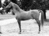 horse Vencedor ox (Arabian thoroughbred, 1978, from Procyon ox)