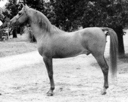 horse Vencedor ox (Arabian thoroughbred, 1978, from Procyon ox)