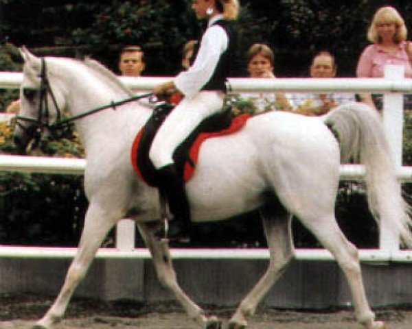 stallion El Tabal ox (Arabian thoroughbred, 1975, from AN Malik ox)