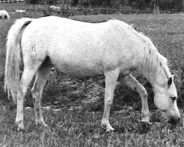 broodmare Alhama III ox (Arabian thoroughbred, 1959, from Congo 1941 ox)