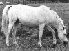 broodmare Alhama III ox (Arabian thoroughbred, 1959, from Congo 1941 ox)