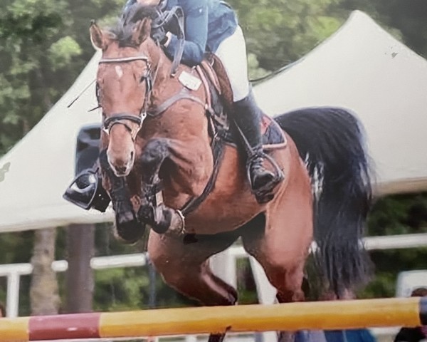 broodmare Dolly Jumper 4 (Hanoverian, 2008, from Dollar du Murier)