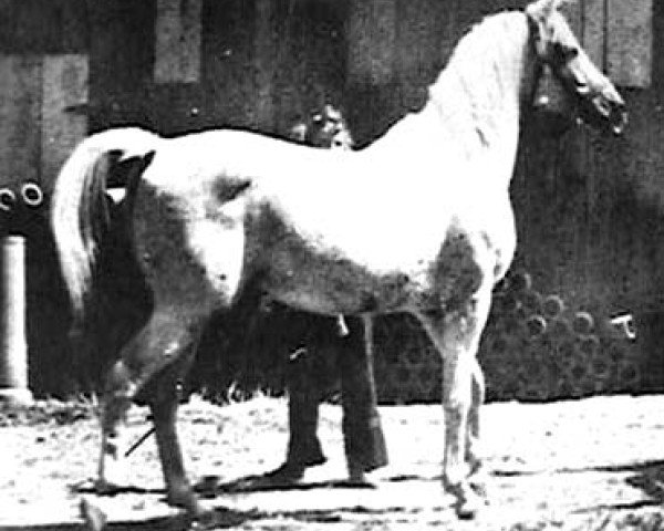 stallion Ras-el-Ayn ox (Arabian thoroughbred, 1933, from Axdir ox)