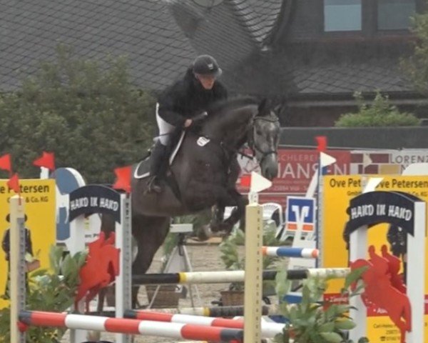 jumper Cosmos 95 (Danish Warmblood, 2019, from Balou)