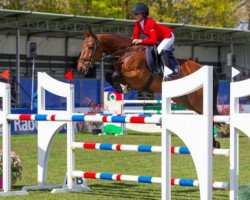 jumper Darc du Rona Z (Zangersheide riding horse, 2010, from Diarado)