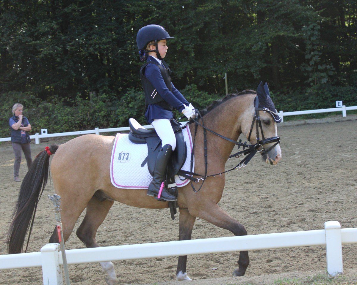 Dressurpferd Rickhofs Masterplan (Deutsches Reitpony, 2016, von Movie Star)