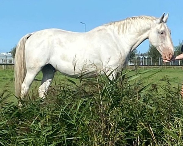 horse Kápitany (Lipizzaner, 2012, from Eger Maestoso-86)