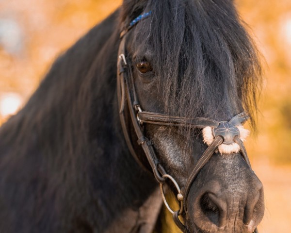 jumper Carraiganard Joey (Pony without race description, 2005)