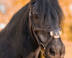 Springpferd Carraiganard Joey (Pony ohne Rassebezeichnung, 2005)