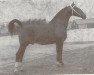 stallion Bizet 1208 Sgldt (Gelderland, 1960, from Oregon)