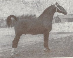 Deckhengst Bizet 1208 Sgldt (Gelderländer, 1960, von Oregon)