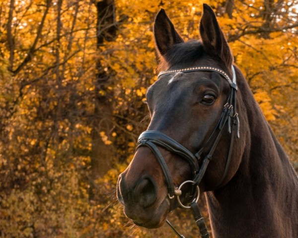 Springpferd Sati 2 (Hannoveraner, 2013, von Satisfaction FRH)