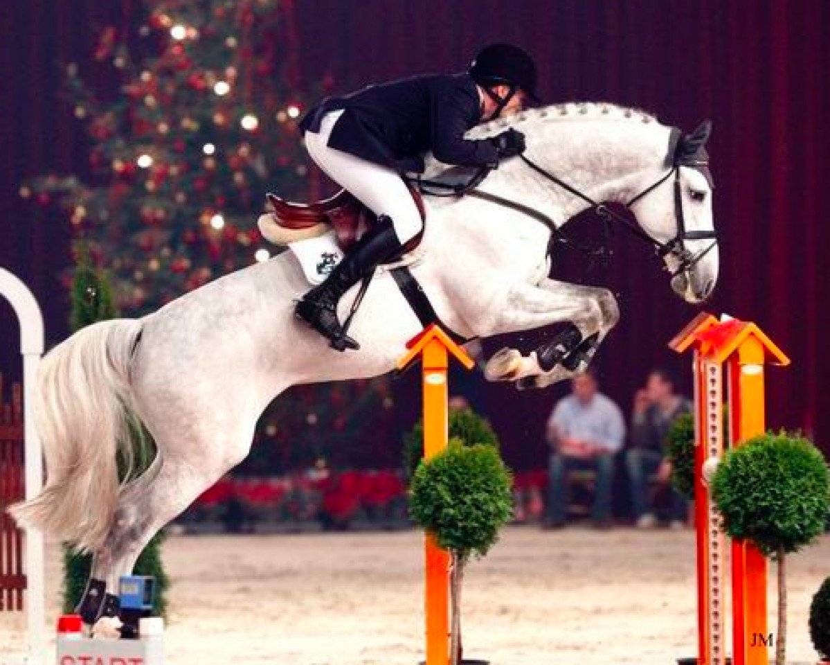 stallion Campbell VDL (Holsteiner, 2004, from Cassini I)