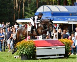 eventing horse Dinko 3 (Holsteiner, 2018, from Dinken)