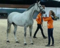 Springpferd Elberta Vdk (KWPN (Niederländisches Warmblut), 2009, von Campbell VDL)