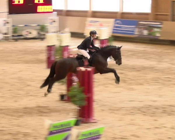 Reitturnier Winterthur 2024