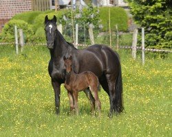 broodmare Zarinchen (Holsteiner, 2007, from Cormint)