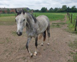 horse Stute von Quabrie / Calato (Holsteiner, 2021, from Quabrie)