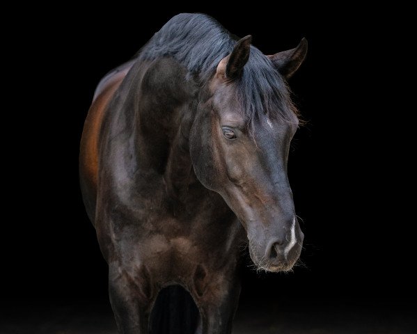 dressage horse For Life (Hanoverian, 2011, from Fürstenball)