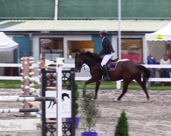 Reitturnier Mildstedt - Jumping Team Nord - 2024