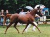 Zuchtstute Rosita (Nederlands Rijpaarden en Pony, 1992, von Apollo)