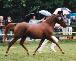 Zuchtstute Rosita (Nederlands Rijpaarden en Pony, 1992, von Apollo)