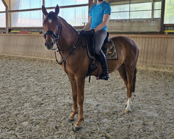 Pferd Laventino N (Trakehner, 2020, von Kentucky)