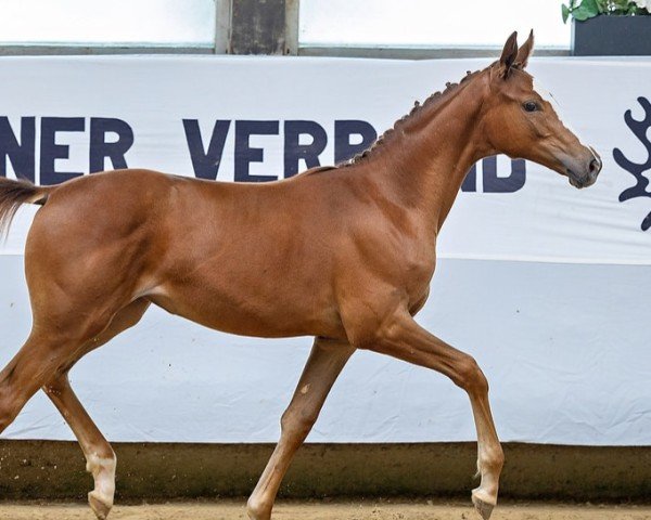 Fohlen von La Jolie (Trakehner, 2024, von Mescalero)