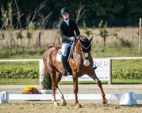 dressage horse Amazing Daylight (Hanoverian, 2020, from Da Costa)