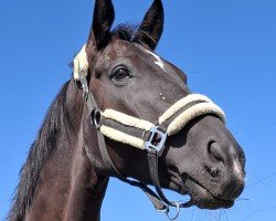 dressage horse Dantino F (German Sport Horse, 2016, from Dante Weltino Old)