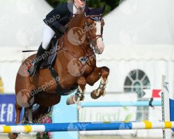 jumper Kobzar (Ukrainisches riding horse, 2007)