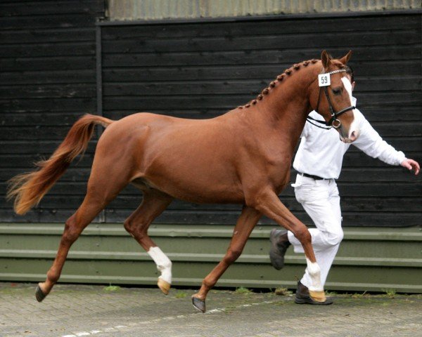 horse Gomez M (Nederlands Rijpaarden en Pony, 2006, from Gomel ox)