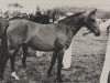 Zuchtstute Farida van Eemnes (Nederlands Rijpaarden en Pony, 1979, von Nisry ox)