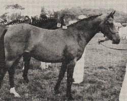 Zuchtstute Farida van Eemnes (Nederlands Rijpaarden en Pony, 1979, von Nisry ox)