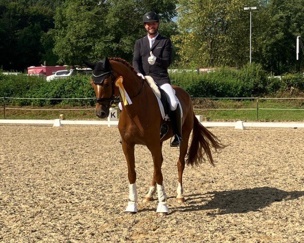 dressage horse Fürst Donnerwelt (Austrian Warmblood, 2019)