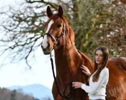 horse Eskers Skyboy Quality (Irish Sport Horse, 2017, from Obos Quality)