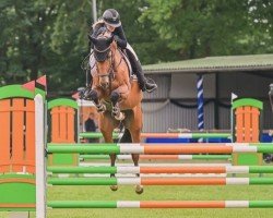 jumper Fighting Marlene (Hanoverian, 2019, from Fighting Fit)